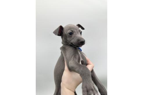 成約済の愛知県のイタリアングレーハウンド(イタグレ)-386137の11枚目