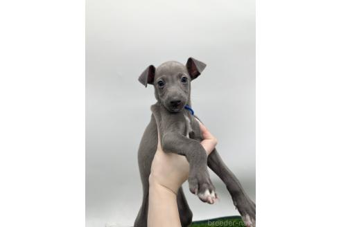 成約済の愛知県のイタリアングレーハウンド(イタグレ)-386137の10枚目