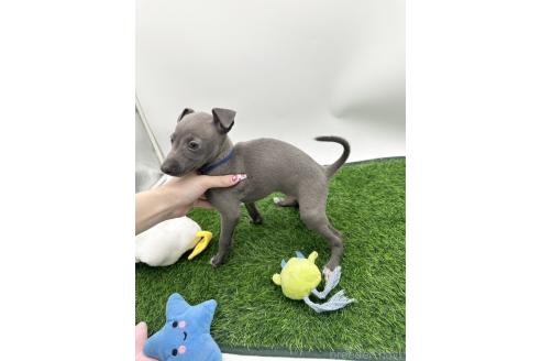 成約済の愛知県のイタリアングレーハウンド(イタグレ)-386137の8枚目