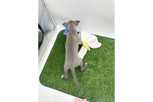 成約済の愛知県のイタリアングレーハウンド(イタグレ)-386137の7枚目