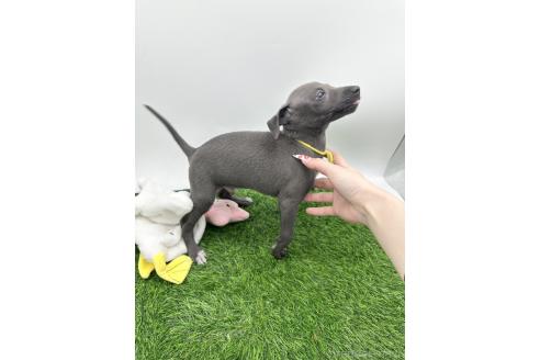 成約済の愛知県のイタリアングレーハウンド(イタグレ)-386136の11枚目