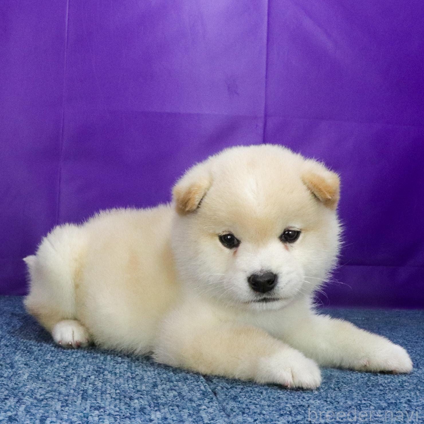 販売中の愛知県の柴犬-387699の4枚目