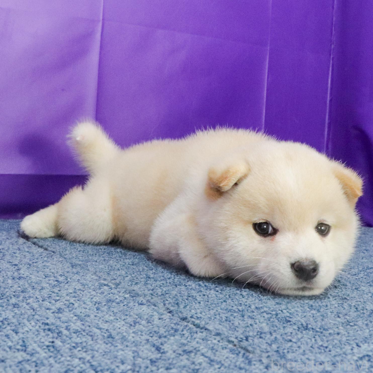 販売中の愛知県の柴犬-387699の3枚目