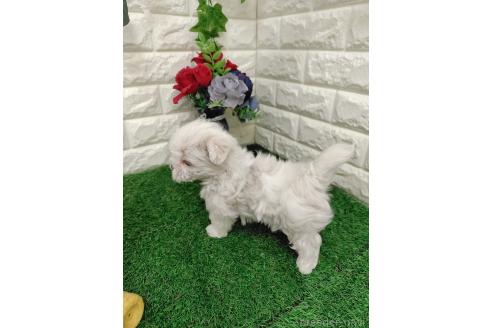 販売中の岡山県のポメマル:ポメラニアン×マルチーズ-387700の7枚目