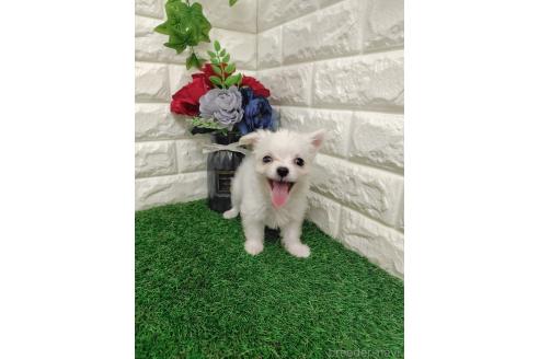 販売中の岡山県のチワマル:チワワ×マルチーズ-387701の5枚目