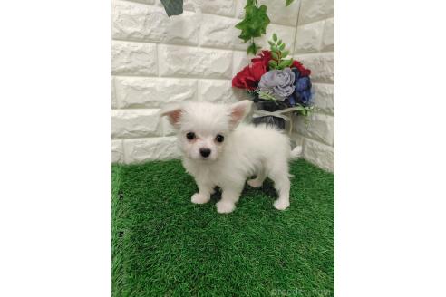 販売中の岡山県のチワマル:チワワ×マルチーズ-387701の3枚目