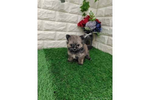 販売中の岡山県のポメマル:ポメラニアン×マルチーズ-387707の7枚目