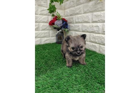 販売中の岡山県のポメマル:ポメラニアン×マルチーズ-387707の6枚目