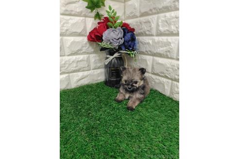 販売中の岡山県のポメマル:ポメラニアン×マルチーズ-387707の4枚目