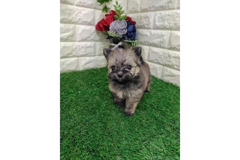 販売中の岡山県のポメマル:ポメラニアン×マルチーズ-387707の3枚目