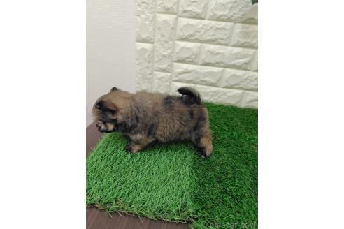 販売中の岡山県のポメマル:ポメラニアン×マルチーズ-387707の2枚目