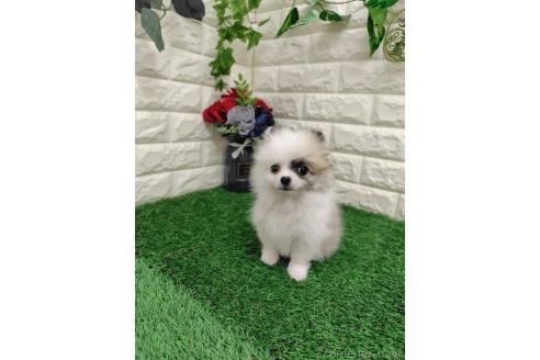 販売中の岡山県のポメチワ:ポメラニアン×チワワ-387715の6枚目