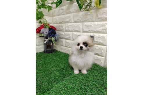 販売中の岡山県のポメチワ:ポメラニアン×チワワ-387715の5枚目