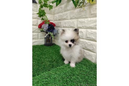 販売中の岡山県のポメチワ:ポメラニアン×チワワ-387715の3枚目