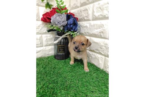 販売中の岡山県のミックス犬-387718の9枚目