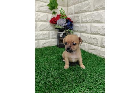 販売中の岡山県のミックス犬-387718の8枚目