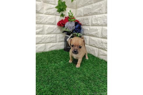 販売中の岡山県のミックス犬-387718の6枚目