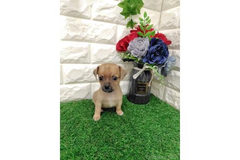 販売中の岡山県のミックス犬-387718の5枚目
