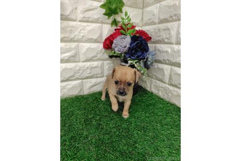販売中の岡山県のミックス犬-387718の4枚目