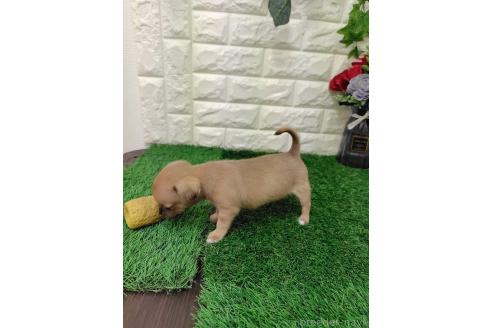 販売中の岡山県のミックス犬-387718の3枚目