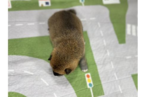 販売中の愛知県の豆柴-387719の5枚目