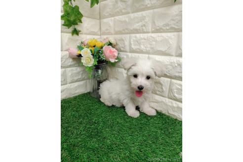 販売中の岡山県のマルチーズ-387720の10枚目