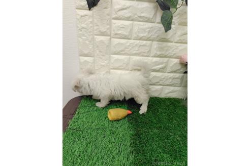 販売中の岡山県のマルチーズ-387720の2枚目