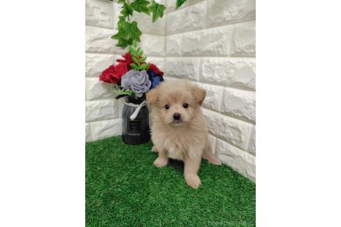 販売中の岡山県のマルプー:マルチーズ×トイプードル-387722の7枚目
