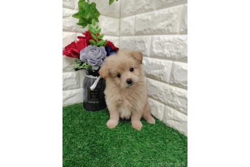 販売中の岡山県のマルプー:マルチーズ×トイプードル-387722の5枚目