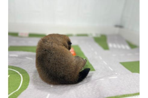 販売中の愛知県の豆柴-387723の4枚目