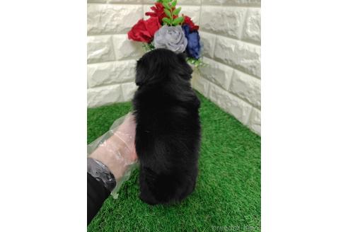 販売中の岡山県のミックス犬-387726の10枚目