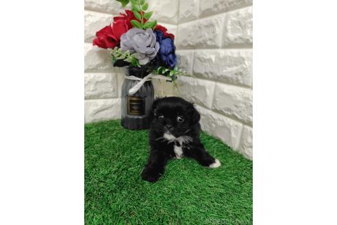 販売中の岡山県のミックス犬-387726の9枚目