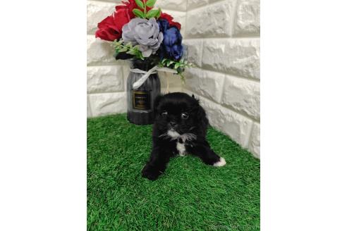 販売中の岡山県のミックス犬-387726の8枚目