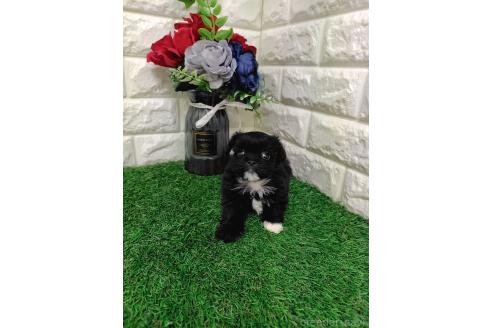 販売中の岡山県のミックス犬-387726の7枚目