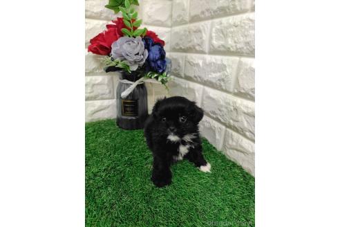 販売中の岡山県のミックス犬-387726の6枚目