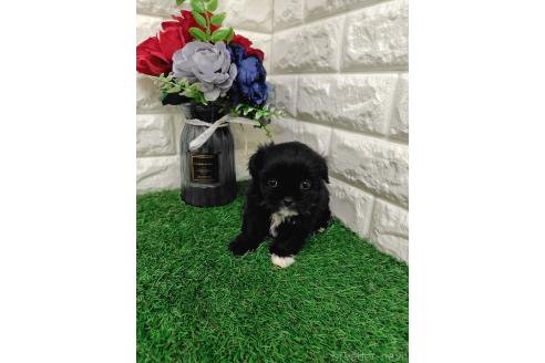 販売中の岡山県のミックス犬-387726の5枚目