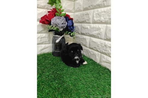 販売中の岡山県のミックス犬-387726の4枚目