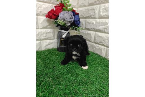 販売中の岡山県のミックス犬-387726の3枚目