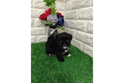 販売中の岡山県のミックス犬-387726の2枚目