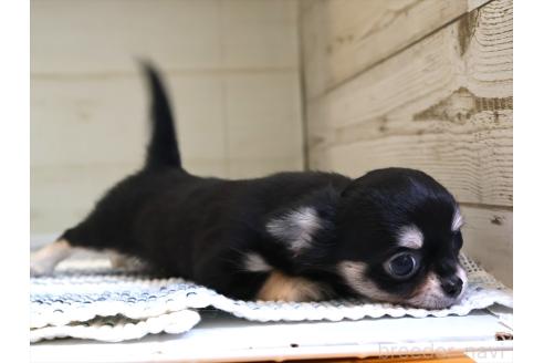 成約済の愛知県のチワワ(ロングコート)-382348の4枚目
