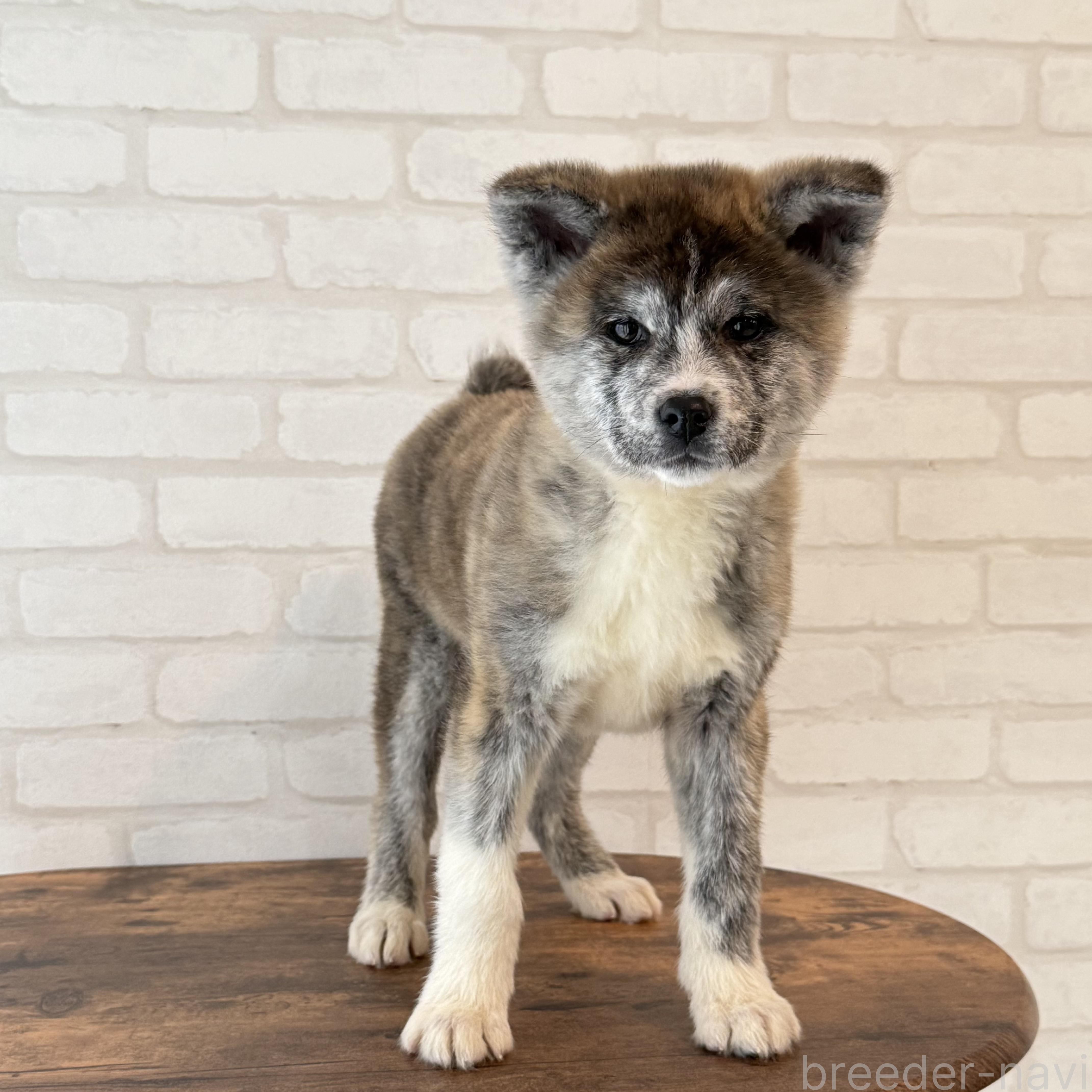 販売中の大阪府の秋田犬-379542