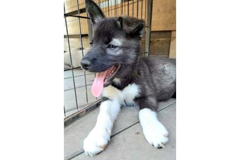 販売中の千葉県のミックス犬-381223の16枚目