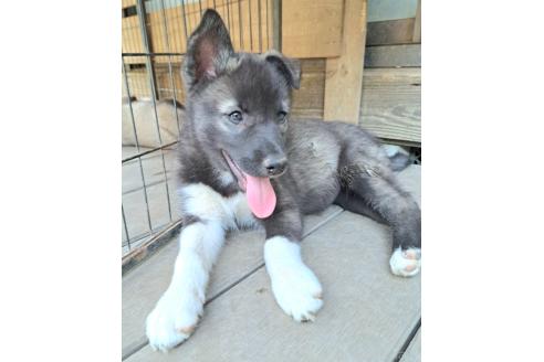販売中の千葉県のミックス犬-381223の15枚目