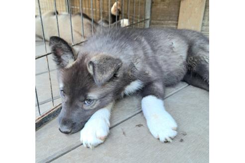 販売中の千葉県のミックス犬-381223の14枚目
