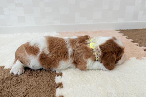 販売中の埼玉県のキャバリアキングチャールズスパニエル-387737の6枚目