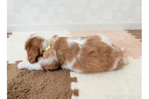 販売中の埼玉県のキャバリアキングチャールズスパニエル-387737の4枚目
