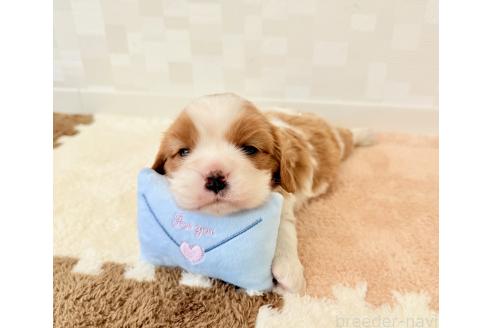 販売中の埼玉県のキャバリアキングチャールズスパニエル-387737の2枚目
