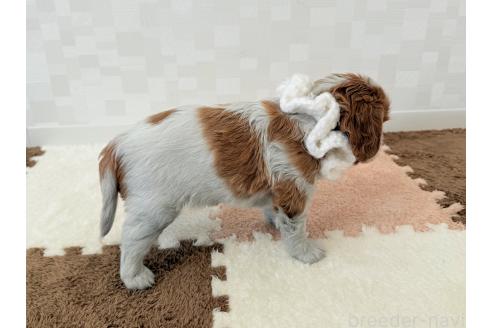 成約済の埼玉県のキャバリアキングチャールズスパニエル-385486の3枚目