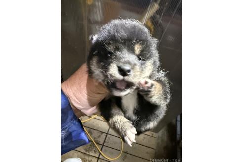 商談中の広島県の柴犬-387755の4枚目