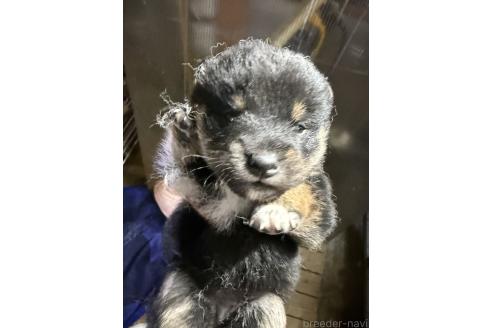 商談中の広島県の柴犬-387755の3枚目